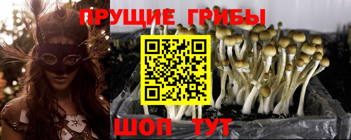 Галлюциногенные грибы Psilocybine cubensis Сатка